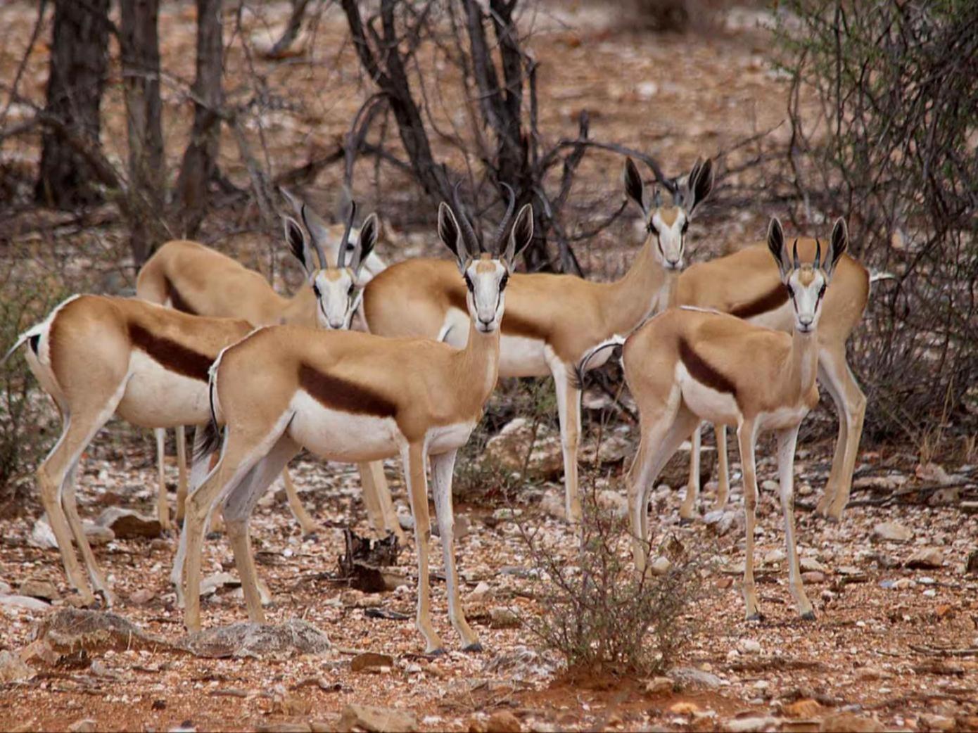 Kifaru Bush Camp Hotel Outjo Luaran gambar